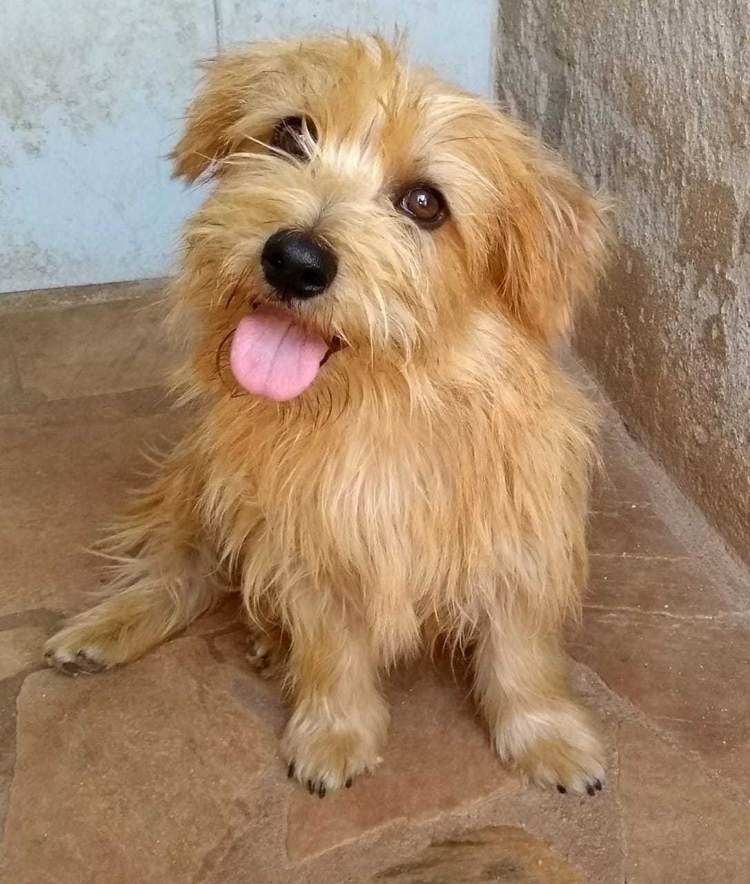 Filhotes Disponíveis de Norfolk Terrier